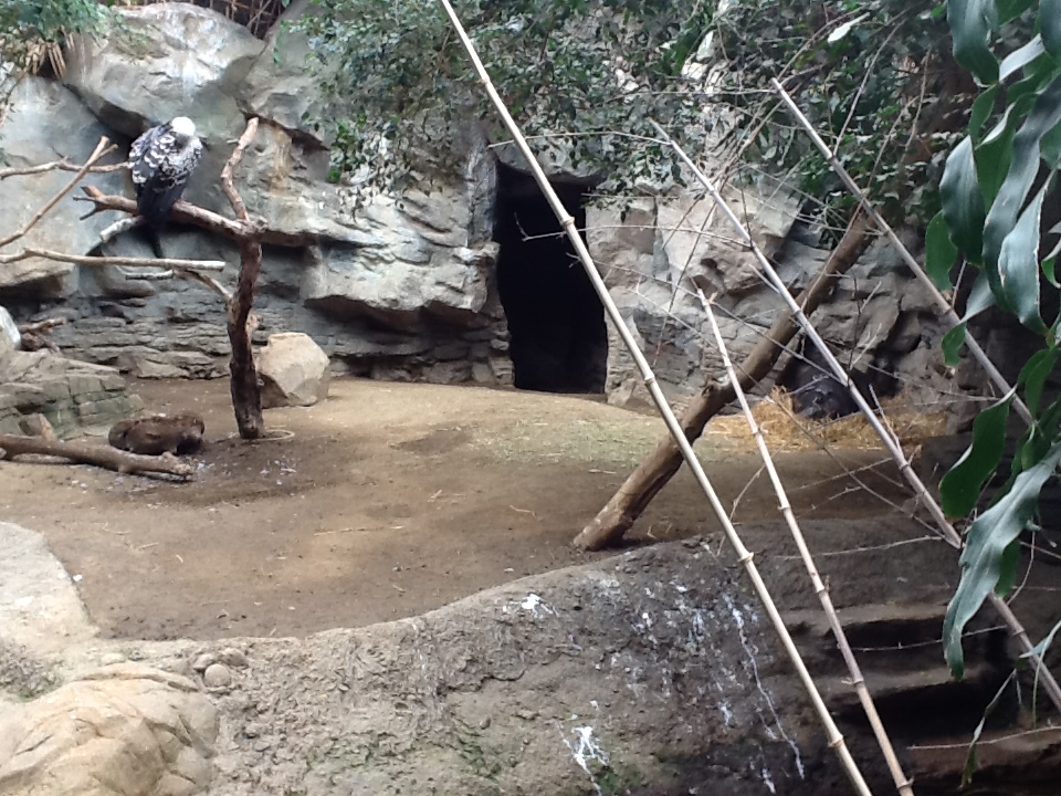 Franklin Park Zoo - Pygmy Hippo and Vultures