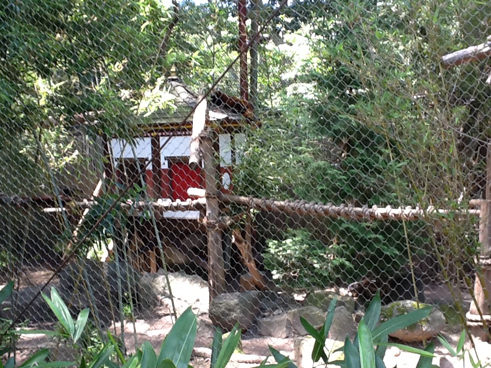 Franklin Park Zoo - Red Panda