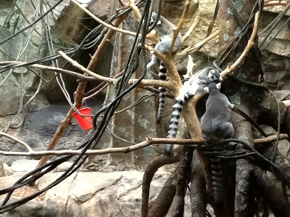Franklin Park Zoo - Ring-tailed Lemurs