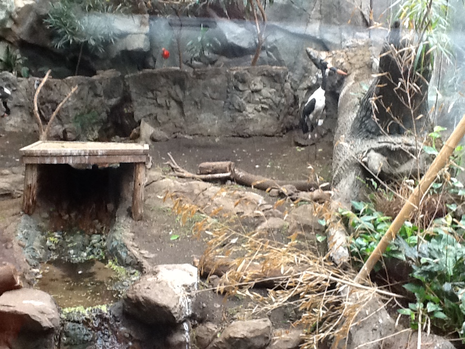 Franklin Park Zoo - Saddle-Billed Stork