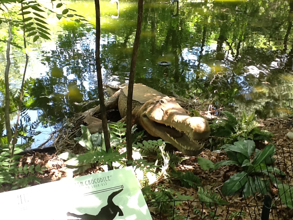 Franklin Park Zoo - Sarcosuchus