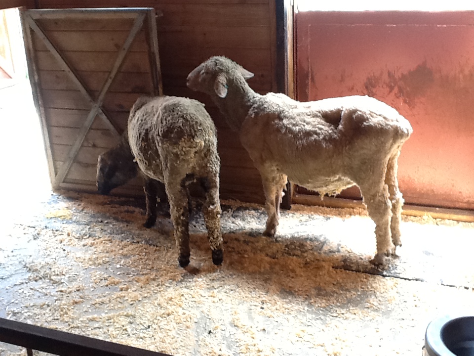 Franklin Park Zoo - Sheep