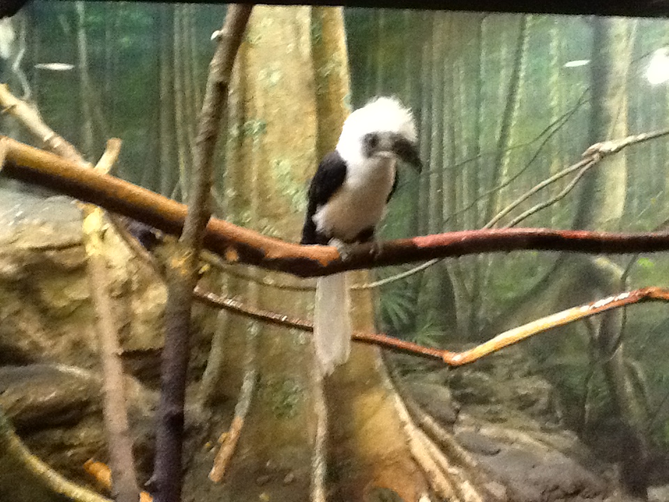 Franklin Park Zoo - Silvery-Cheeked Hornbill