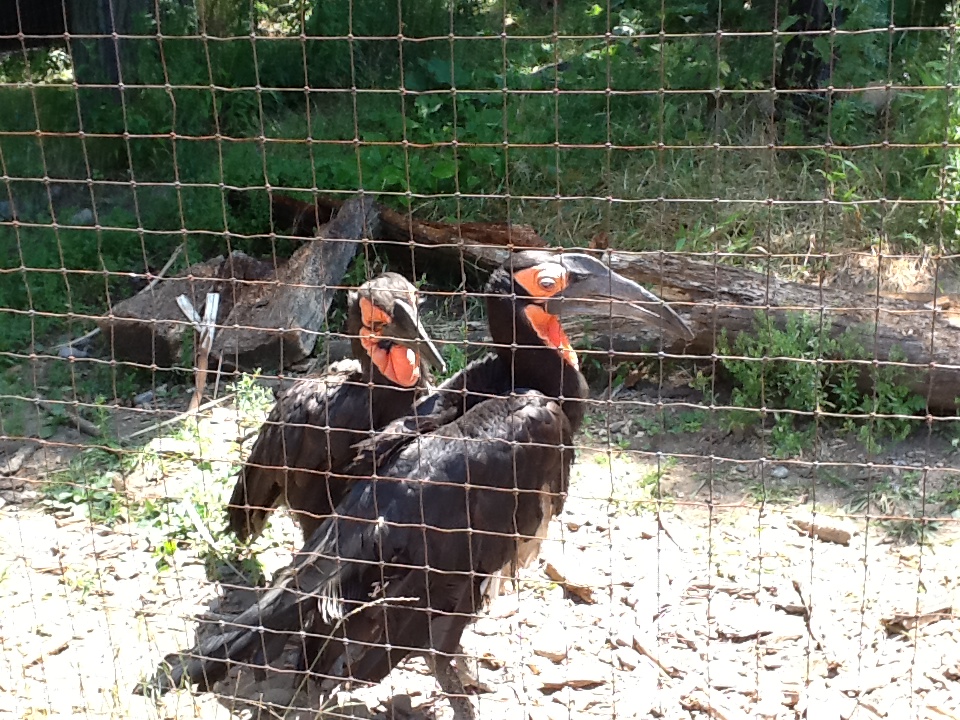 Franklin Park Zoo - Southern Ground Hornbills
