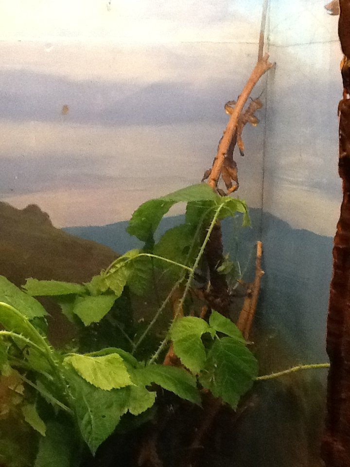 Franklin Park Zoo - Stick Insects