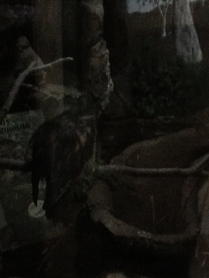 Franklin Park Zoo - Tawny Frogmouth