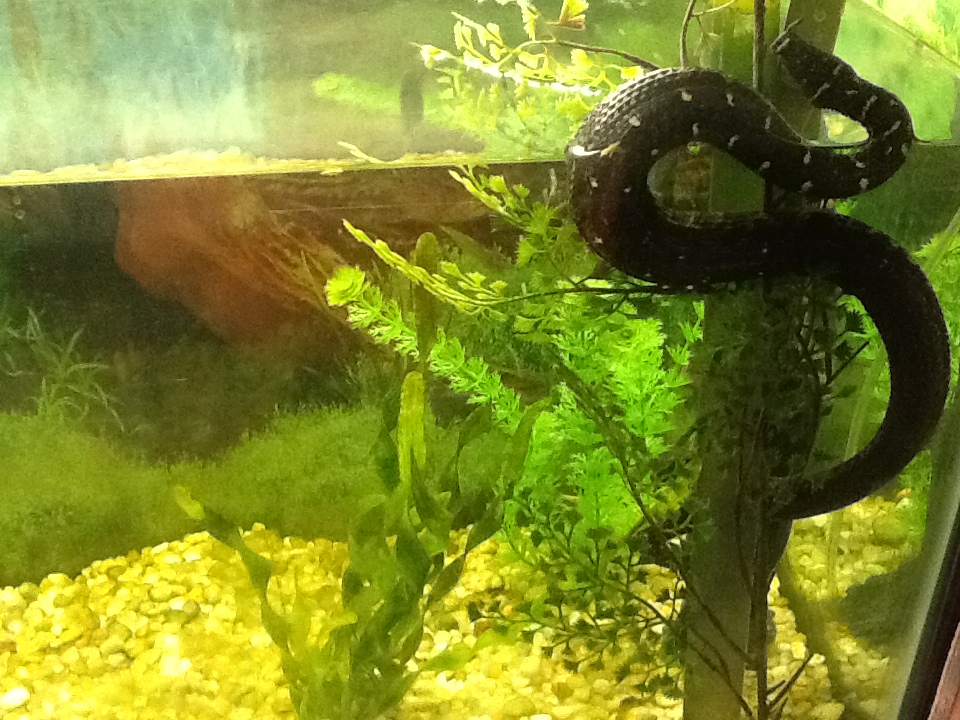 Franklin Park Zoo - Tentacled Snake