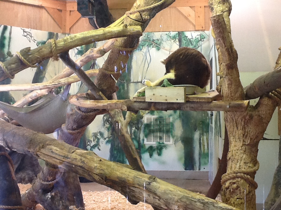 Franklin Park Zoo - Tree Kangaroo