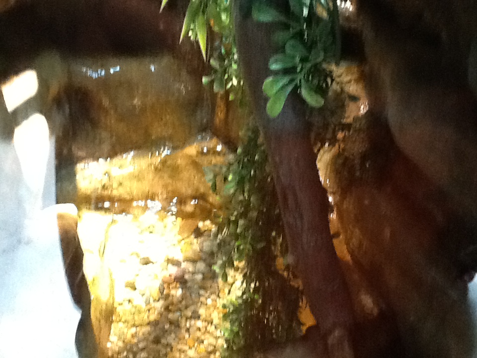 Franklin Park Zoo - Vietnamese Mossy Frog