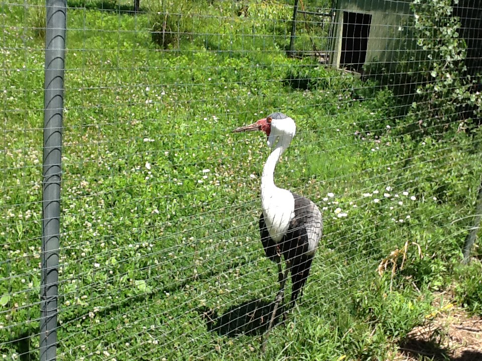 Franklin Park Zoo - Wattled Crane