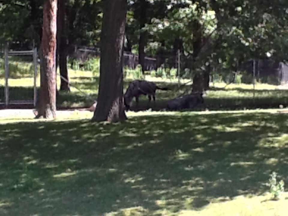 Franklin Park Zoo - Wildebeest and Grant's Zebra