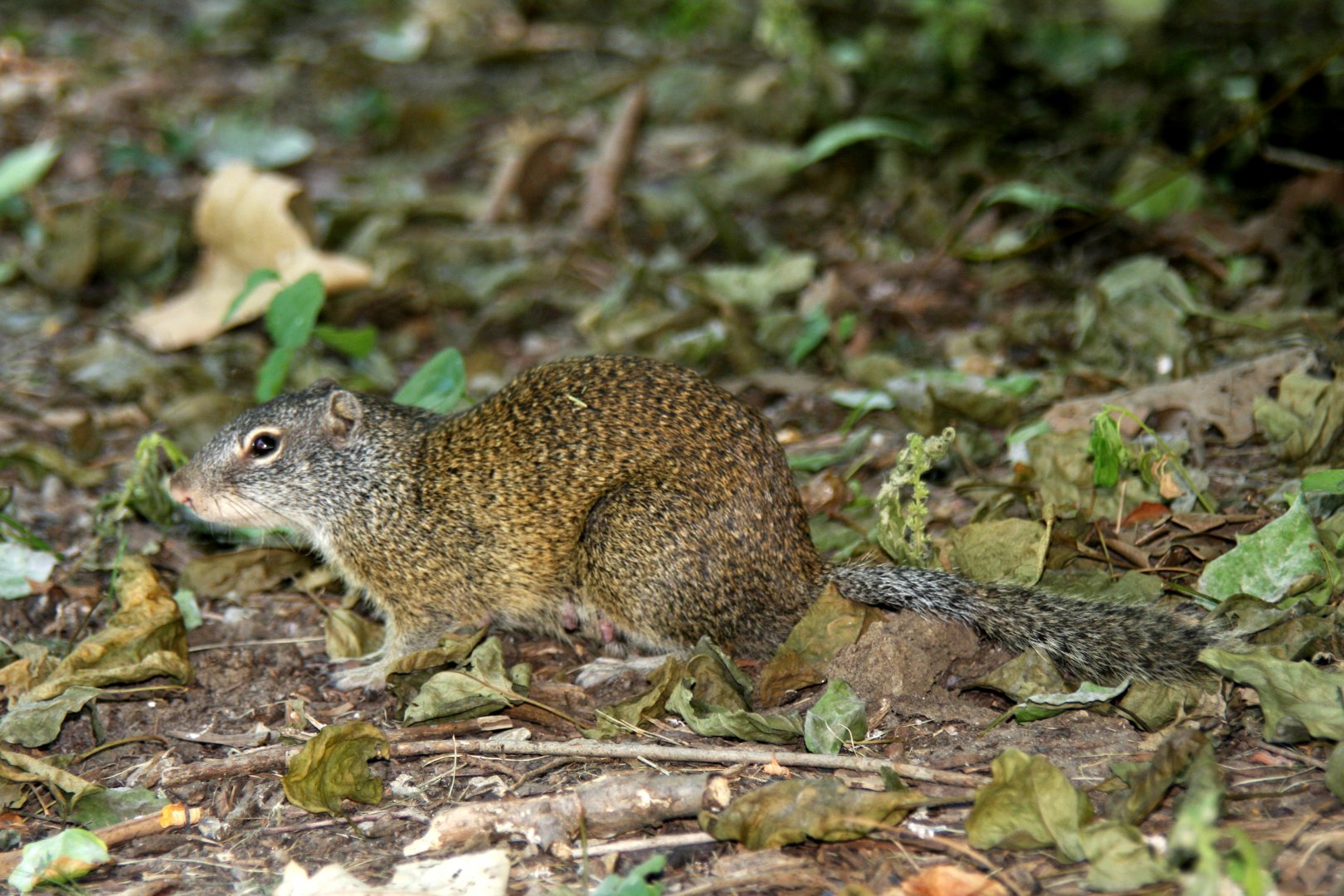 Franklin's ground squirrel (Poliocitellus franklinii) 2013