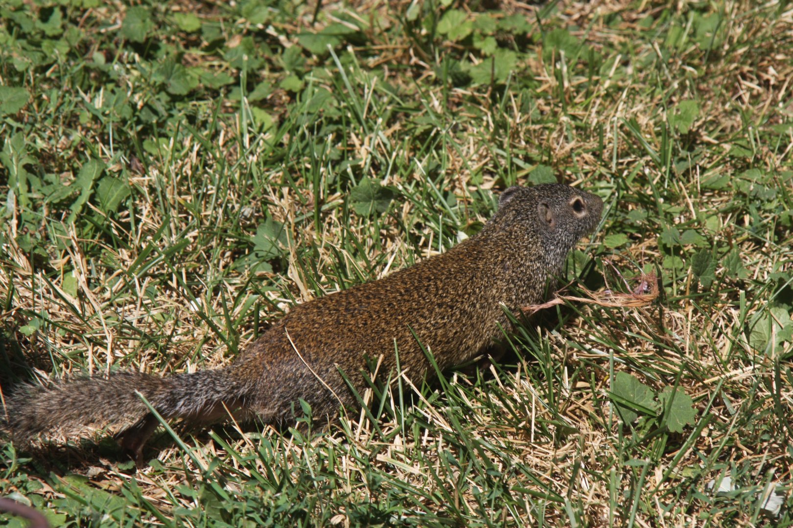 Franklin's ground squirrel (Poliocitellus franklinii) 2013
