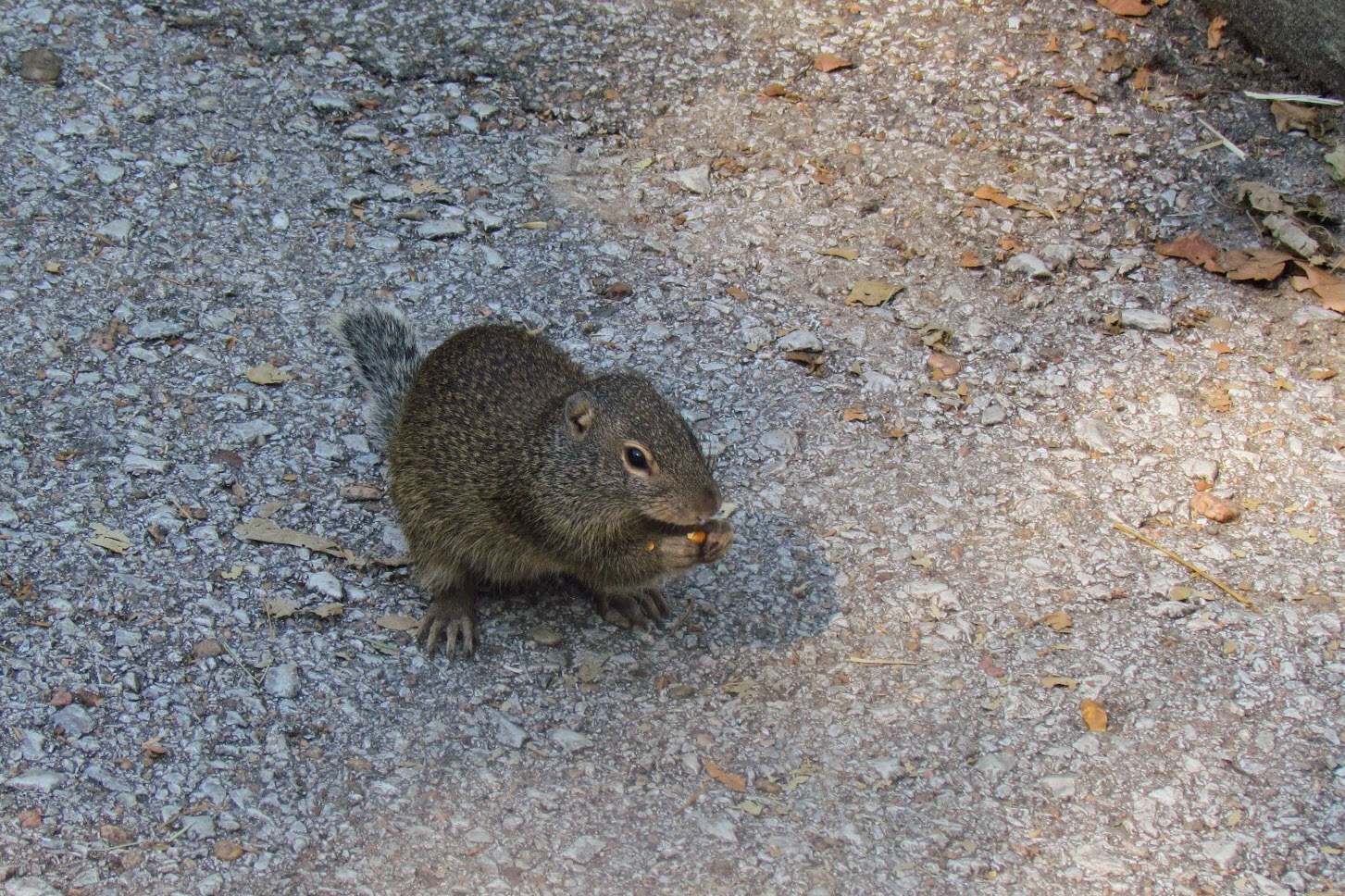 Franklin’s Ground Squirrel