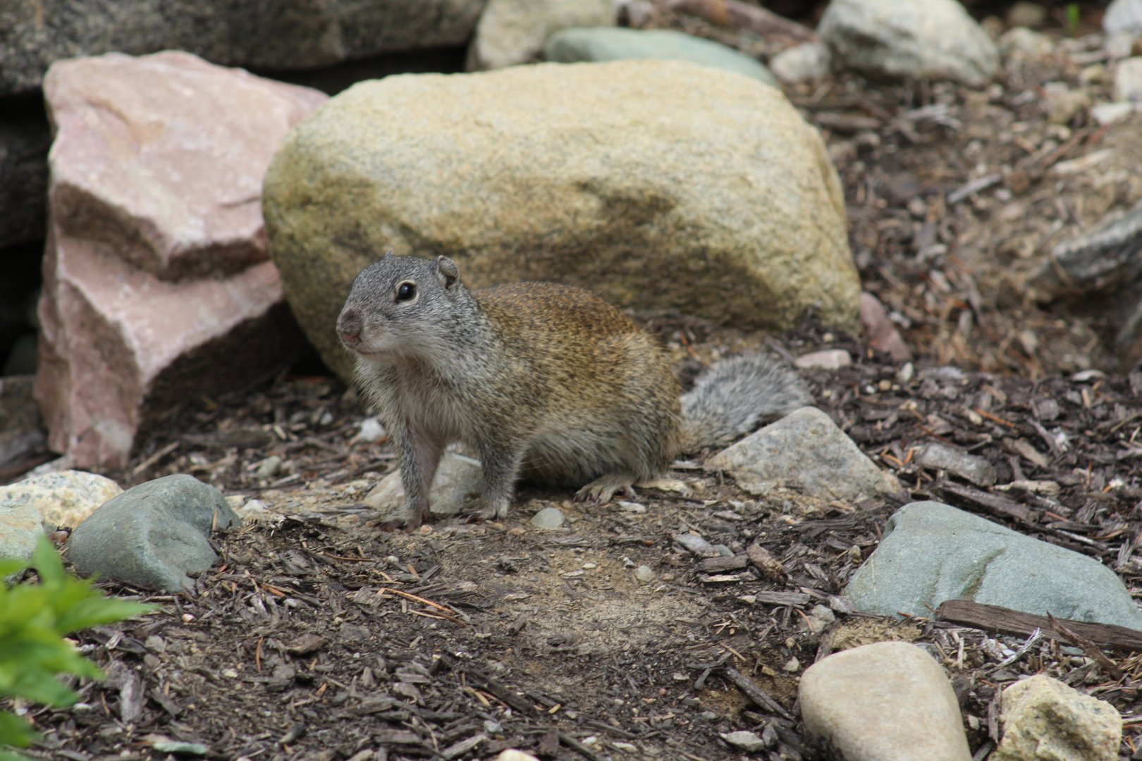 Franklin's Ground Squirrel