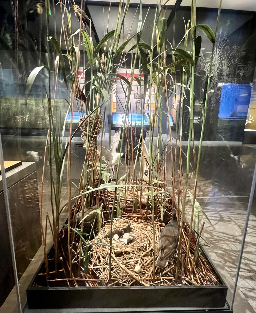 Franklin’s Gull Diorama