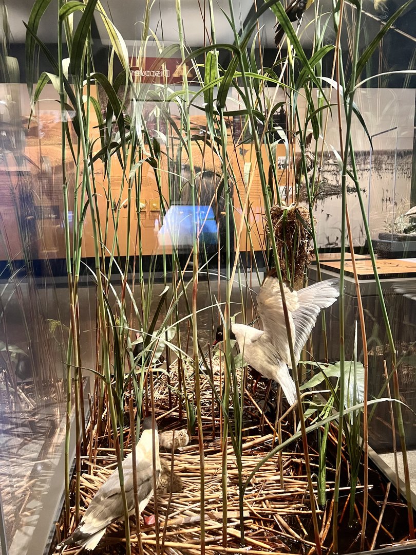 Franklin’s Gull Display