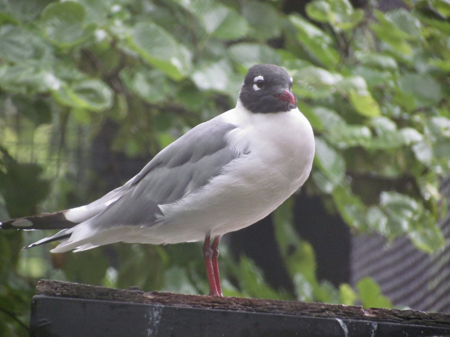 Franklin’s Gull - Kansas Wildlife Exhibit