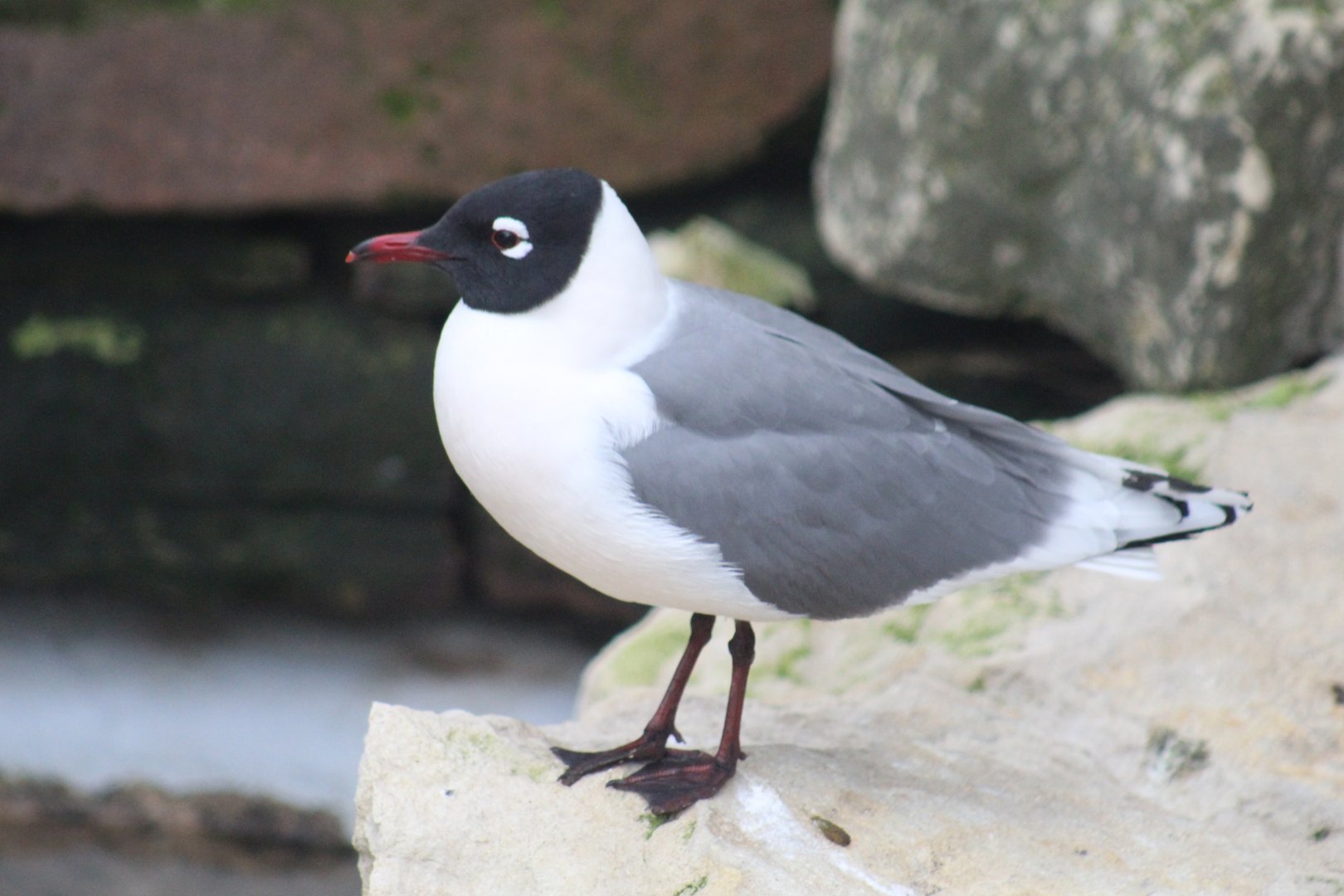 Franklin's Gull