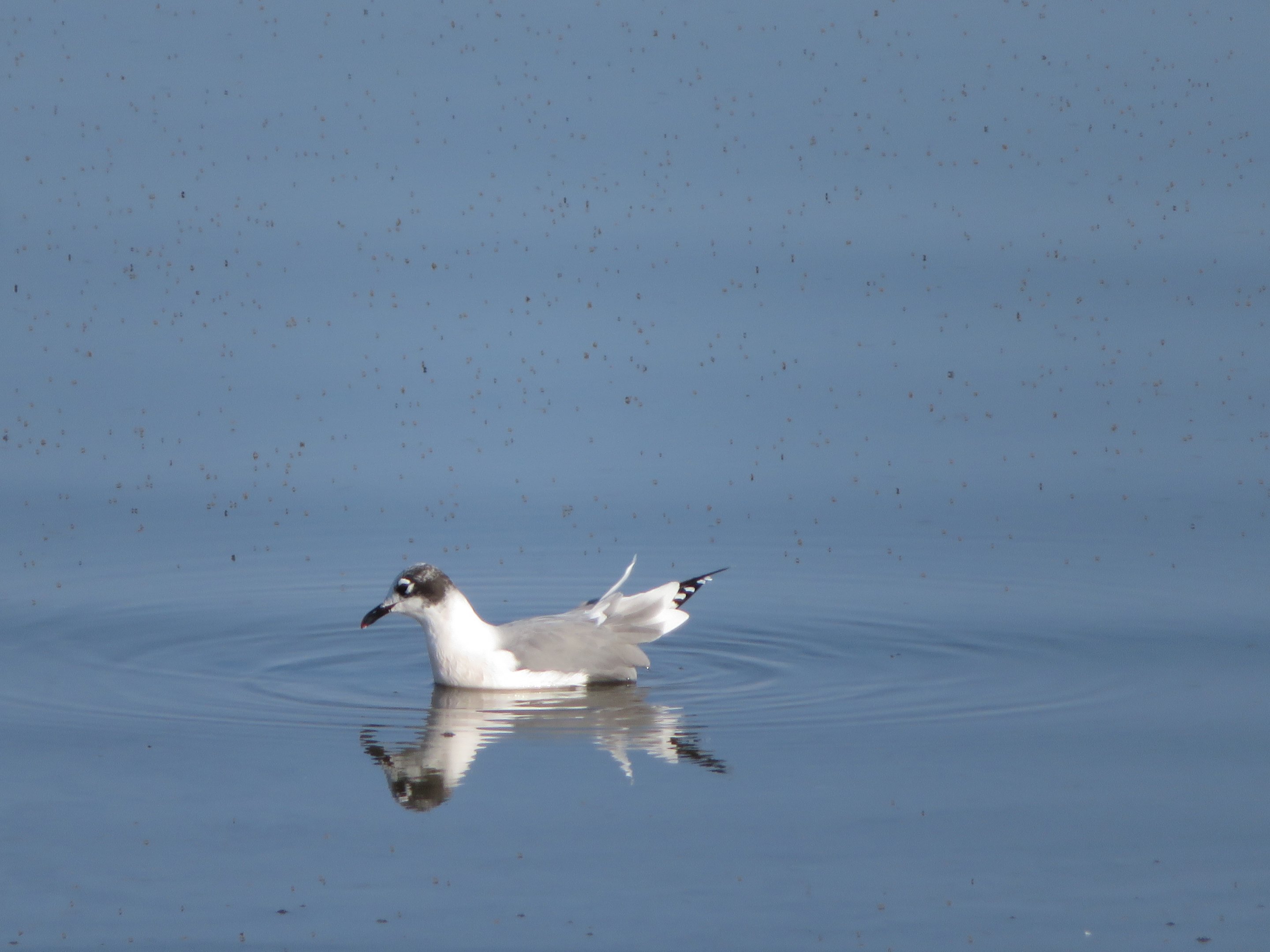 Franklin's Gull