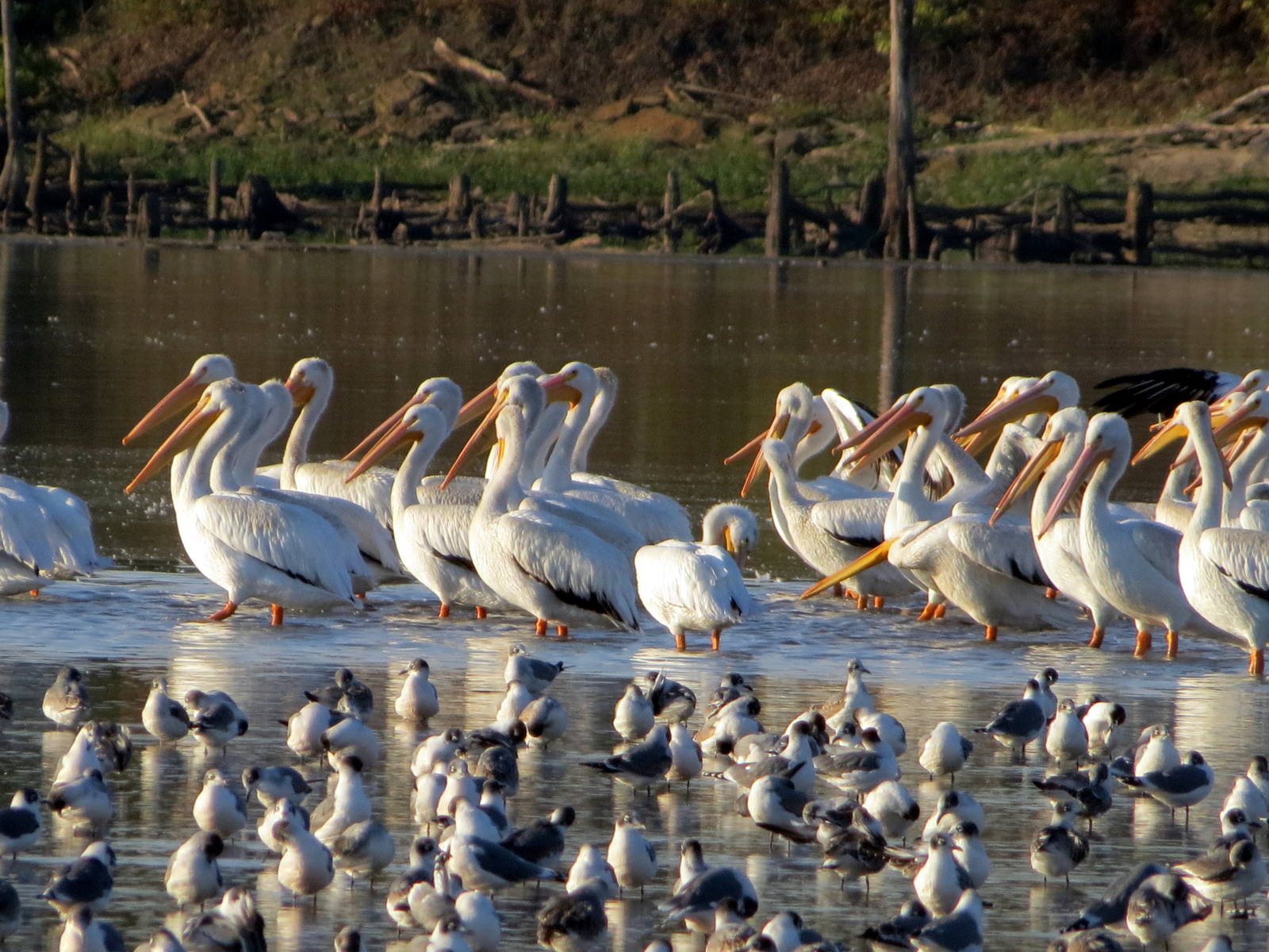 Franklin's Gulls and American White Pelcians