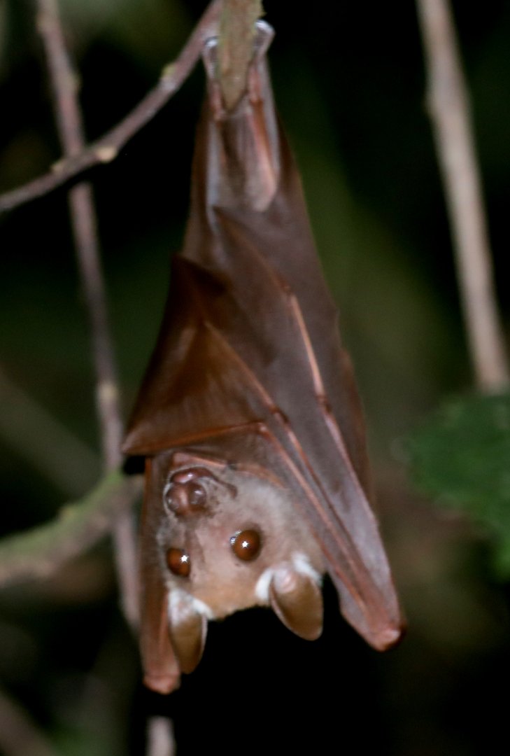 Franquet's epauletted fruit bat (Epomops franqueti)