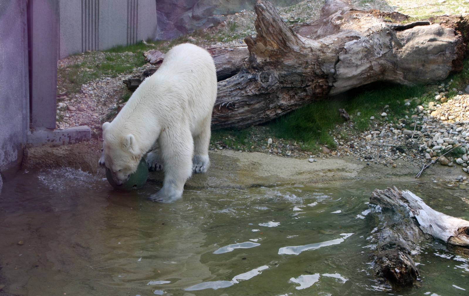 Franz Josef Land, 16th July 2014