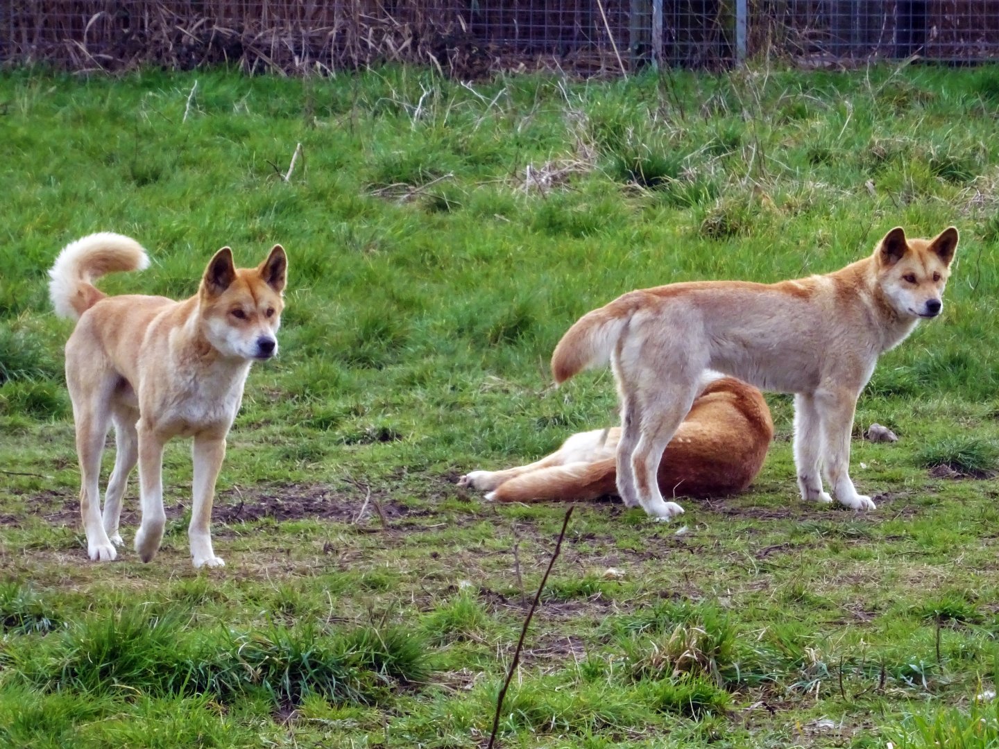 Fraser Island Dingos