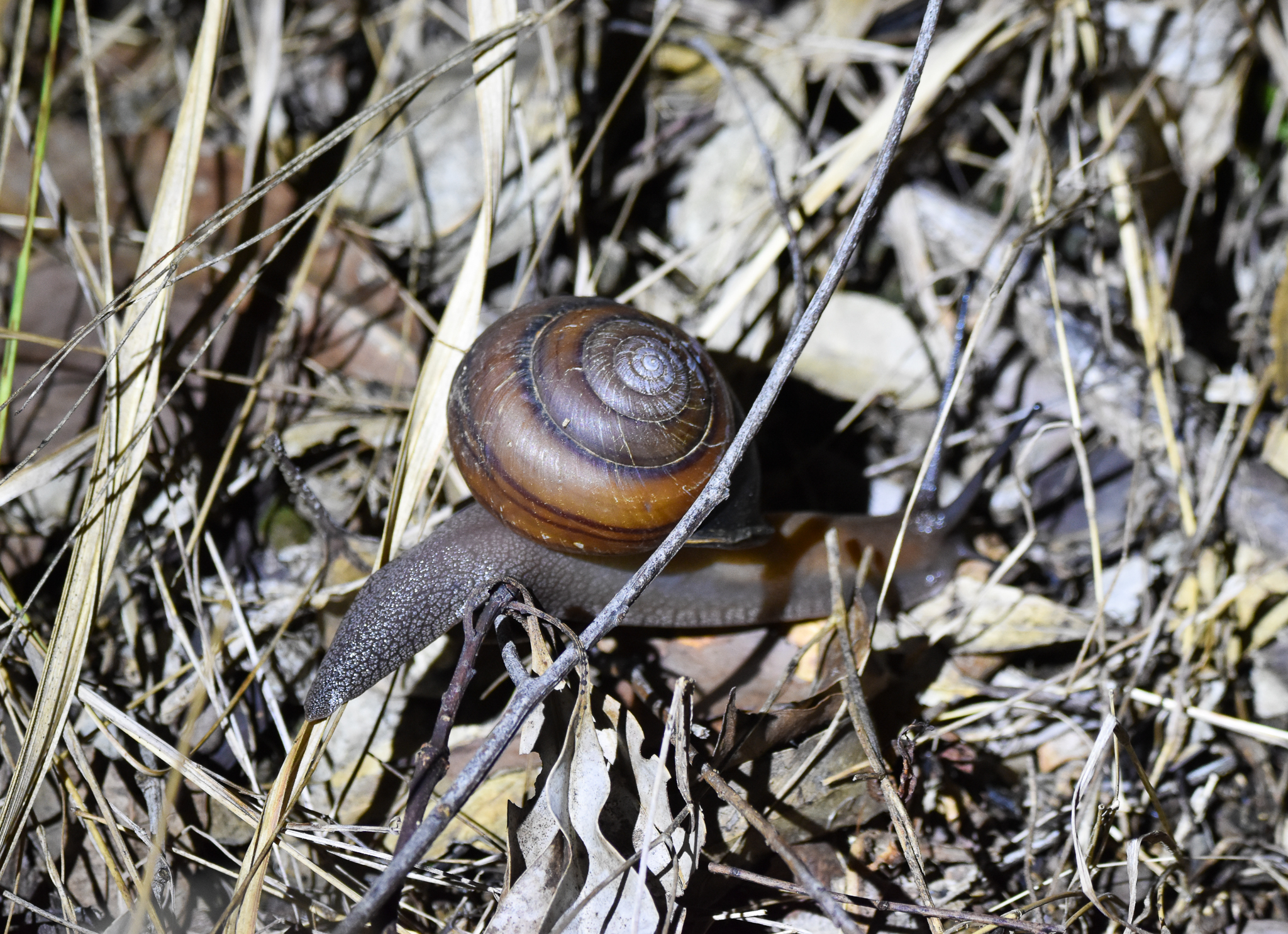 Fraser's Banded Snail