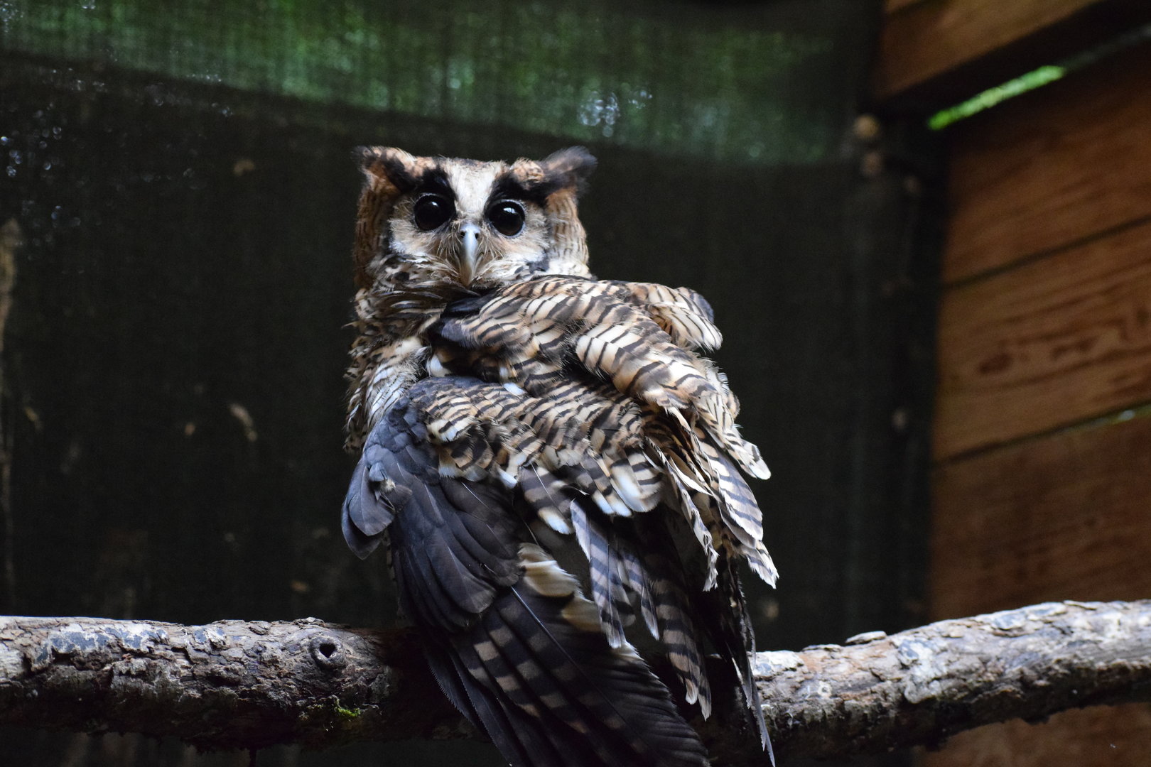 Fraser's eagle-owl