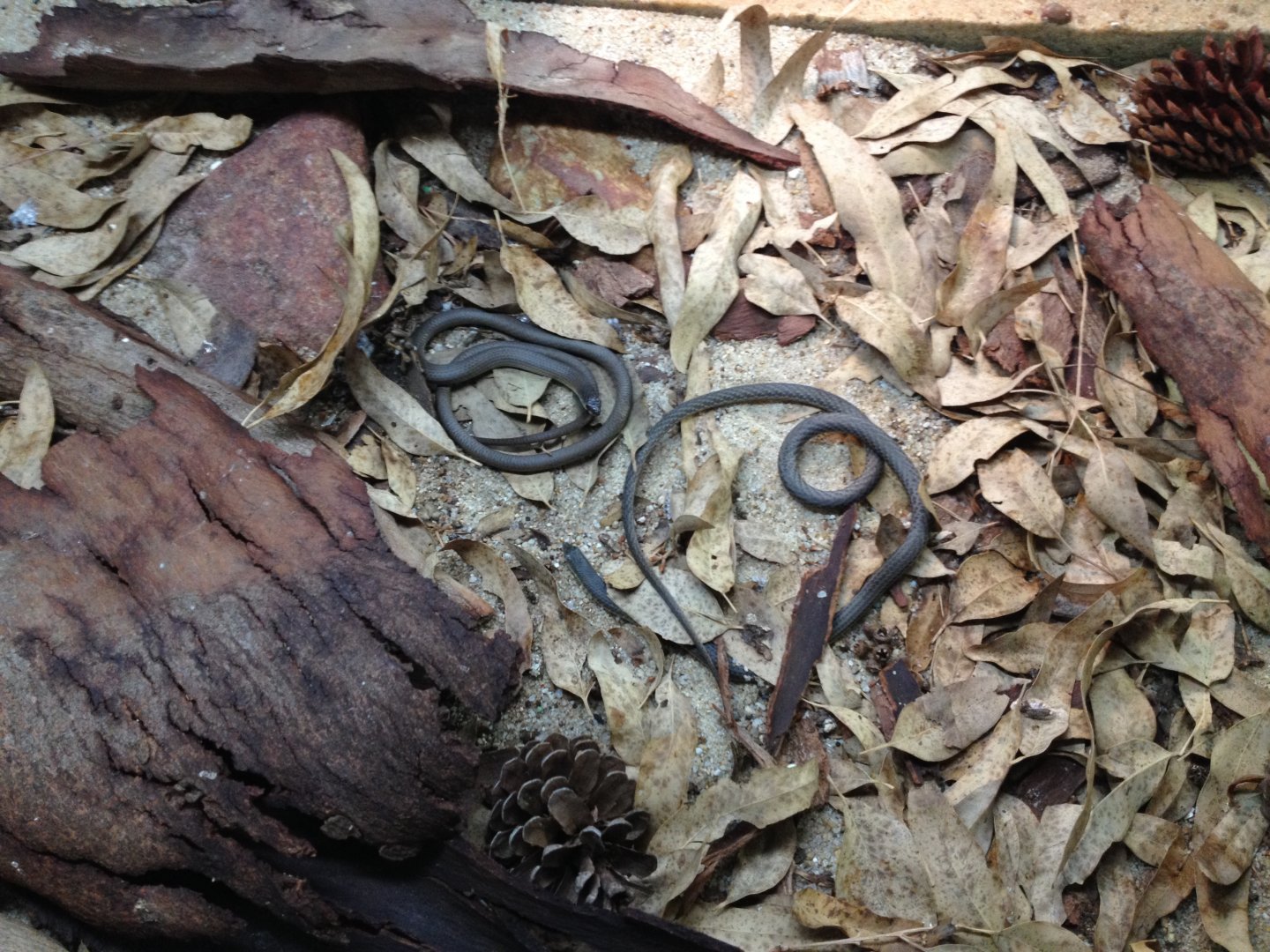 Fraser's Legless Lizards (Delma fraseri)