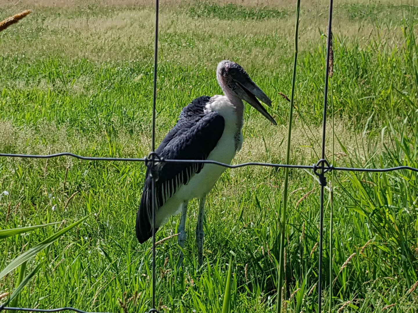 Frasier - Marabou Stork