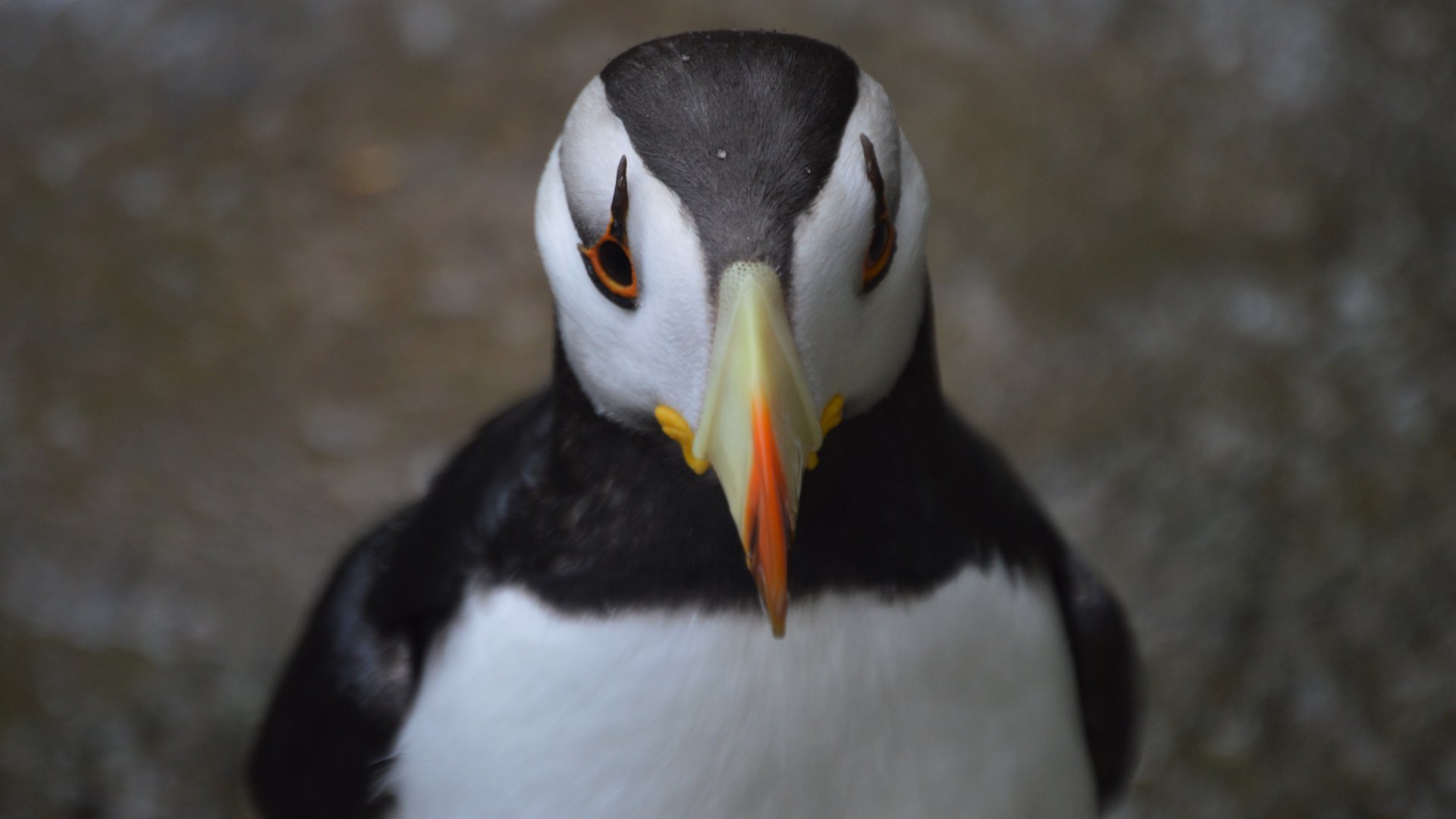 Fratercula corniculata