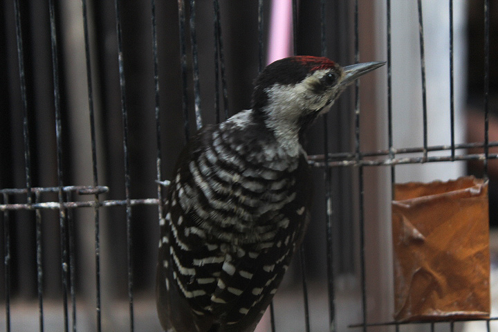 Freckle-breasted woodpecker (Dendrocopos analis analis)