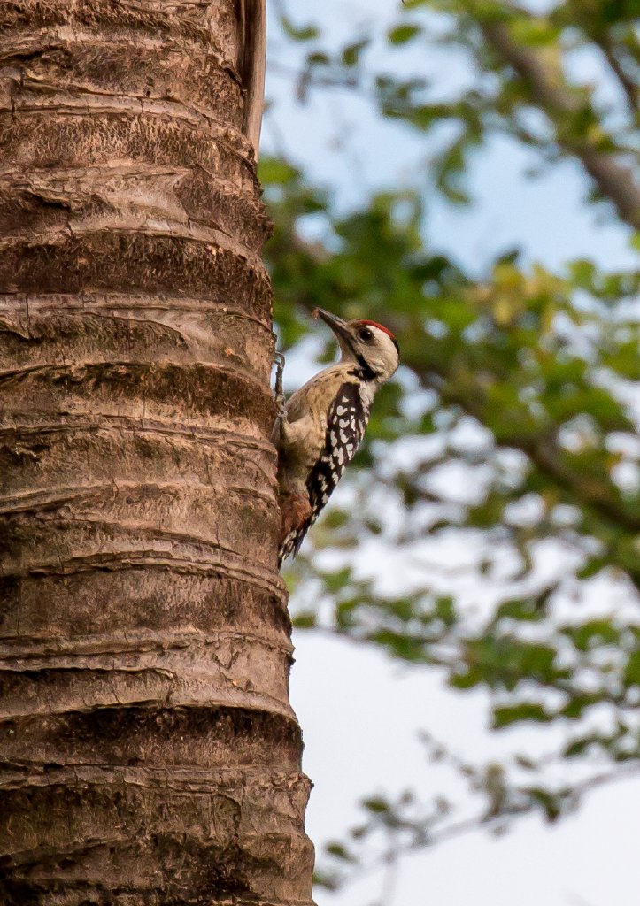 Freckle-breasted Woodpecker, male