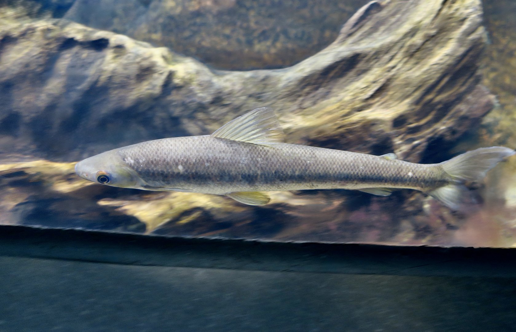 Freckled Cylinderfish (Rhytiodus argenteofuscus)