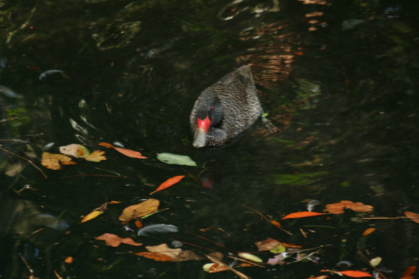 Freckled Duck(20/2/25)