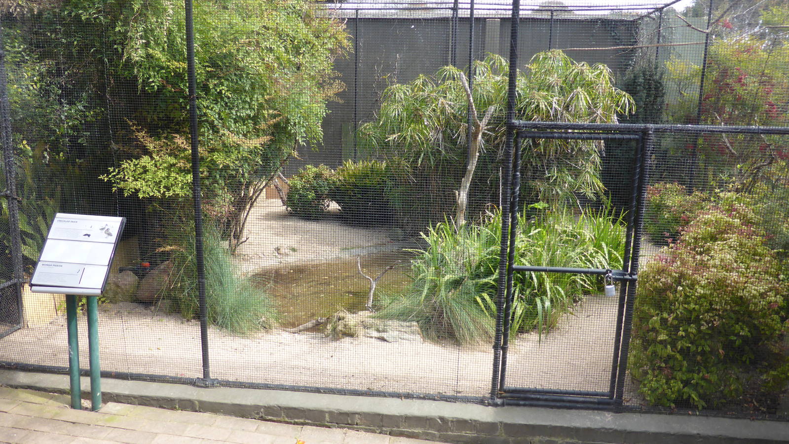 Freckled Duck aviary