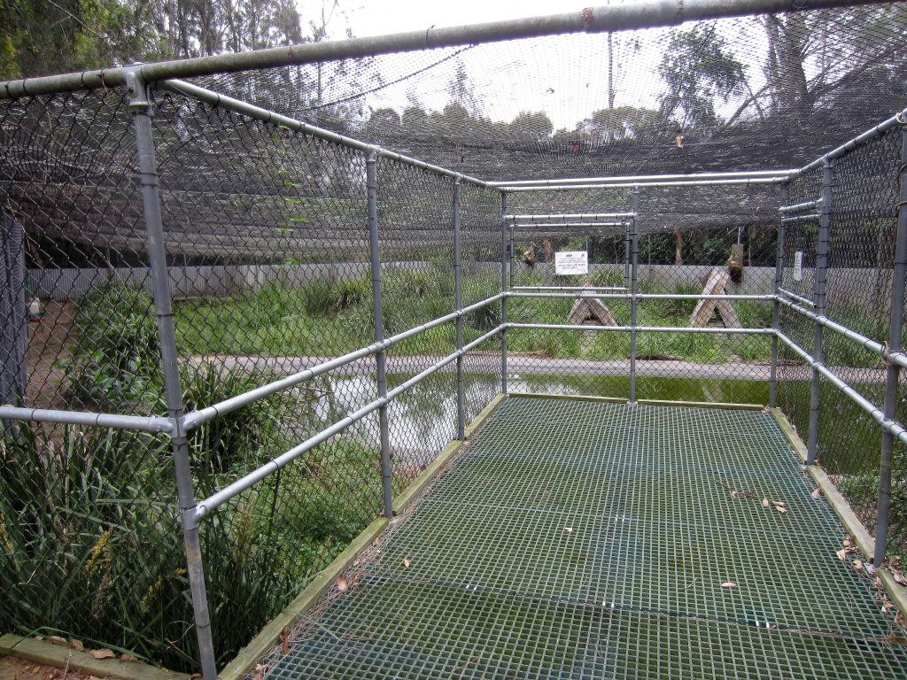 Freckled Duck breeding enclosure