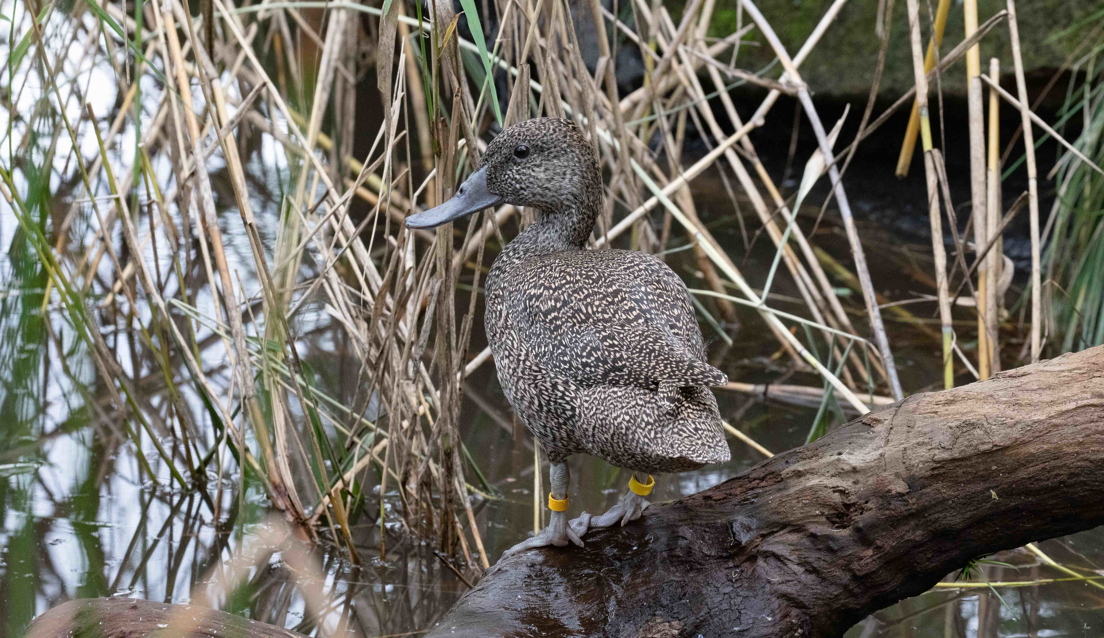 Freckled Duck female