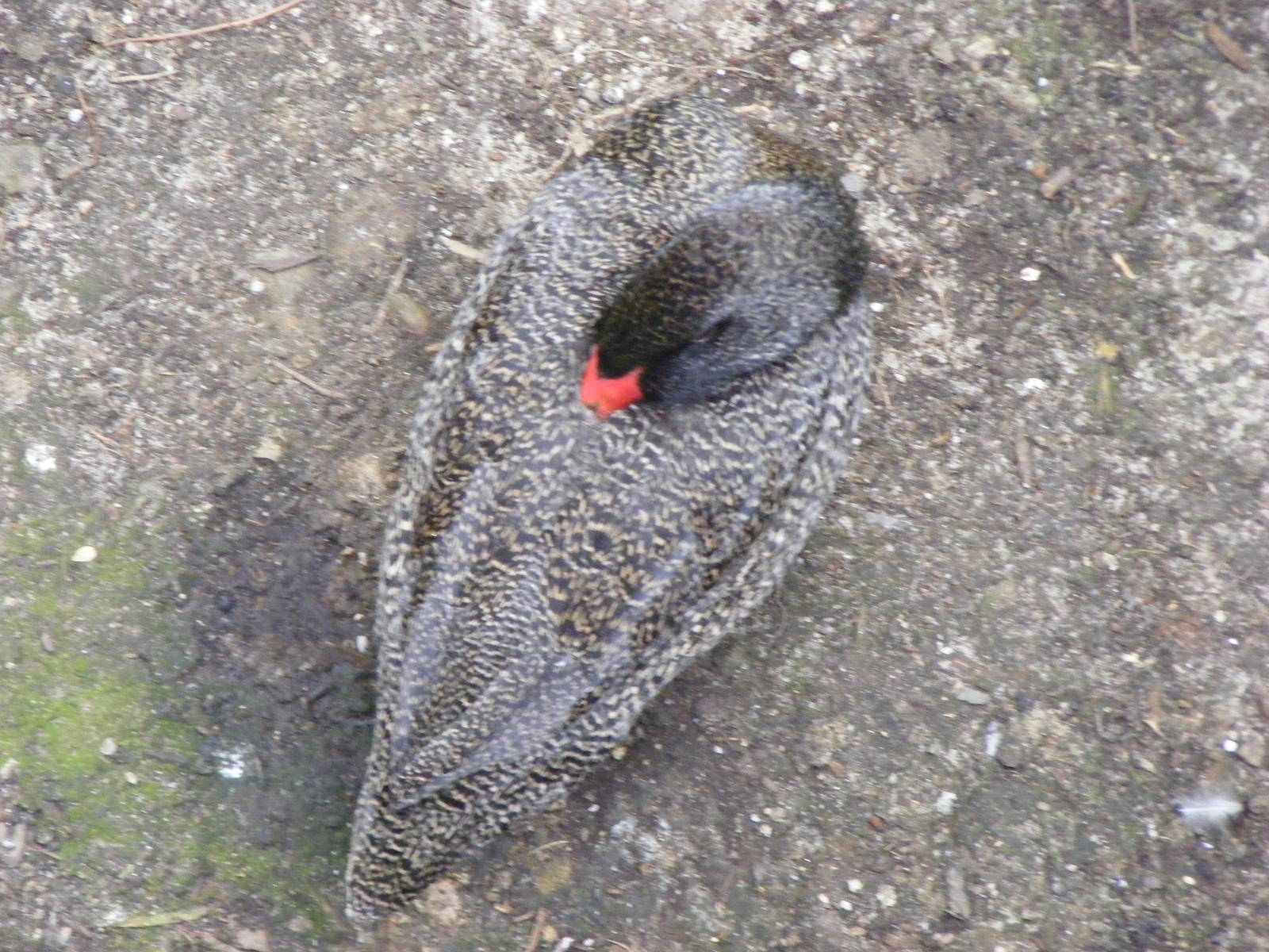 Freckled Duck, GFA - January, 2010
