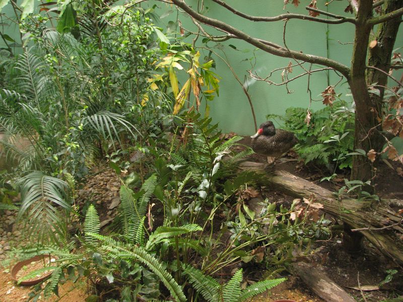 Freckled duck in the indian rhino house