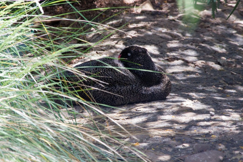 Freckled Duck male