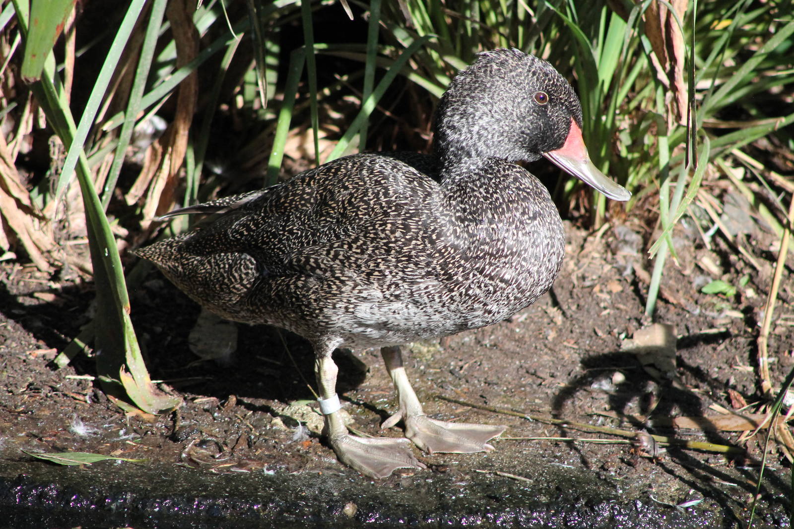 Freckled Duck (Stictonetta naevosa)