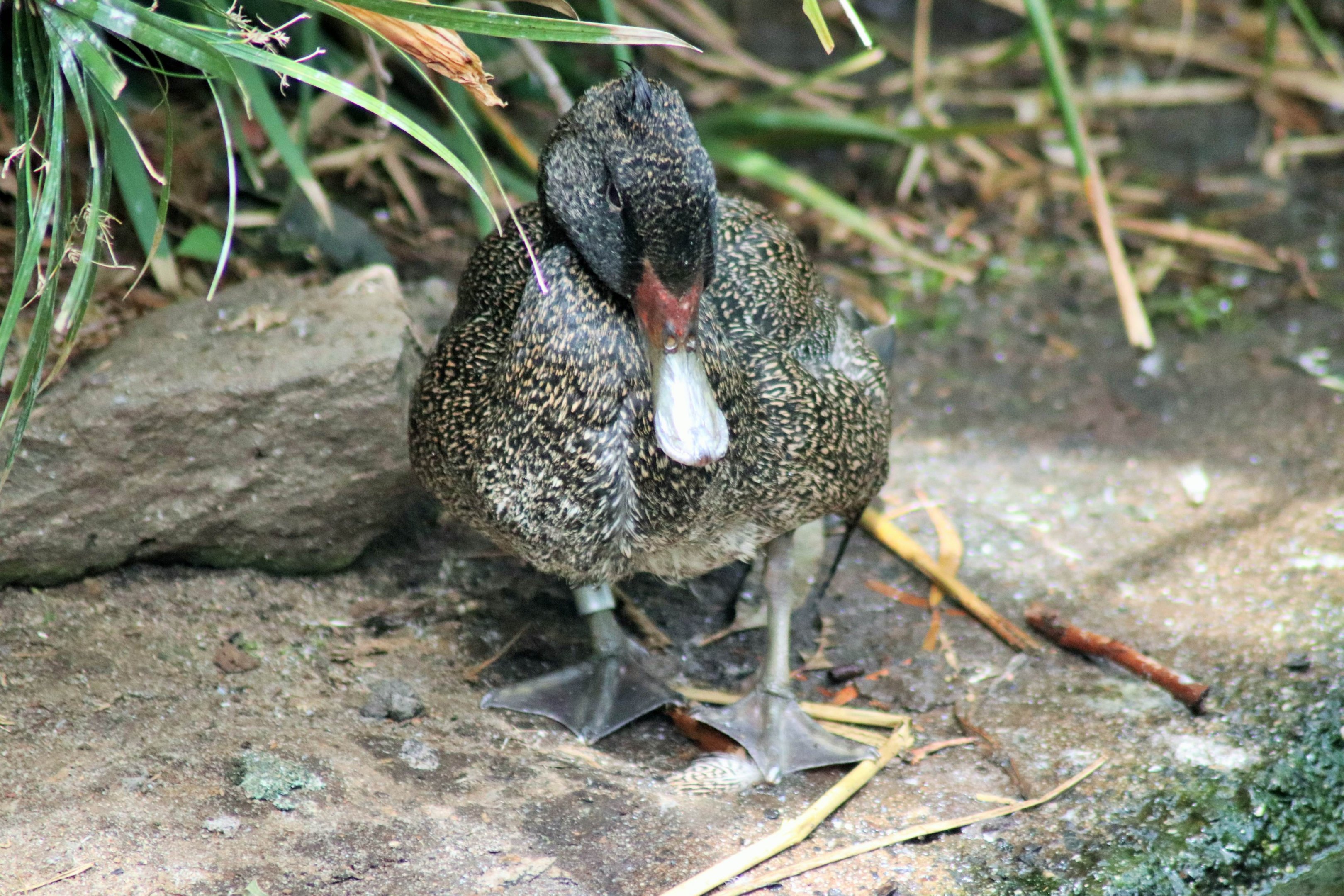 Freckled Duck (Stictonetta naevosa)