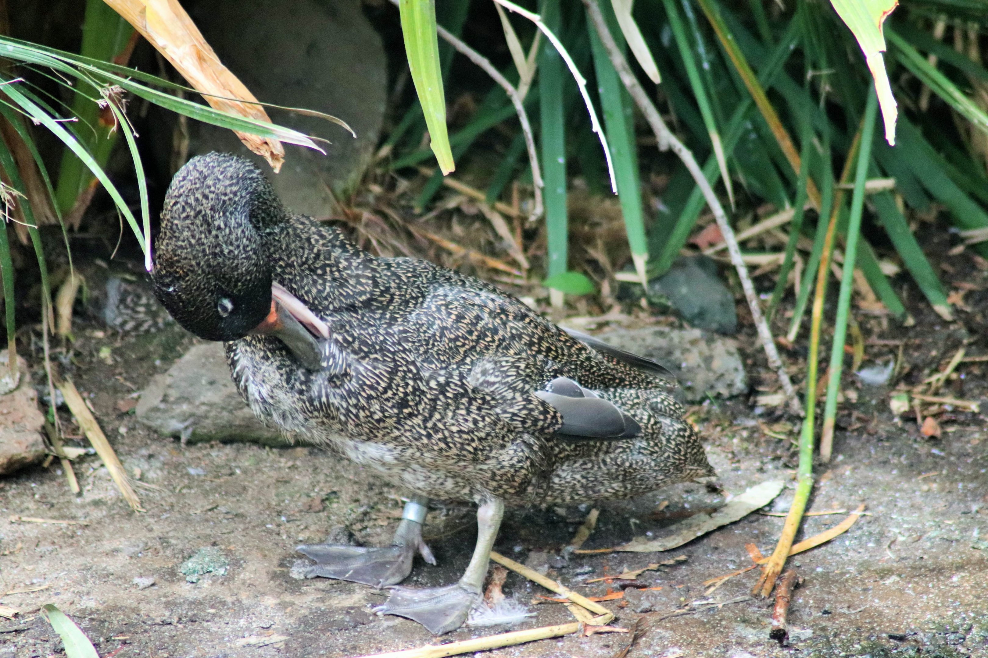 Freckled Duck (Stictonetta naevosa)