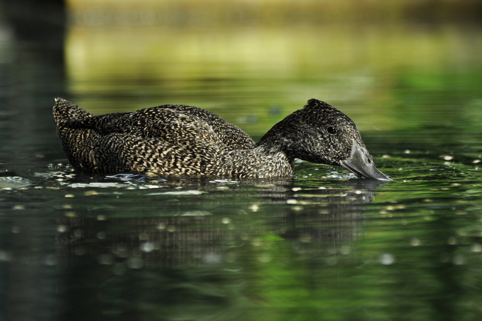 Freckled duck (Stictonetta naevosa)