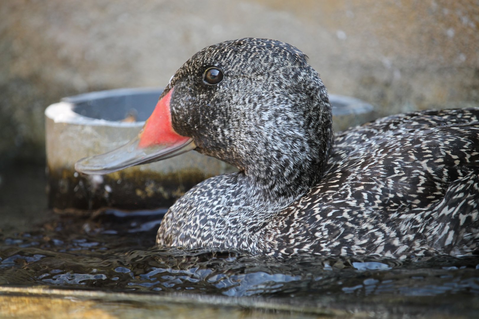 Freckled duck (Stictonetta naevosa)