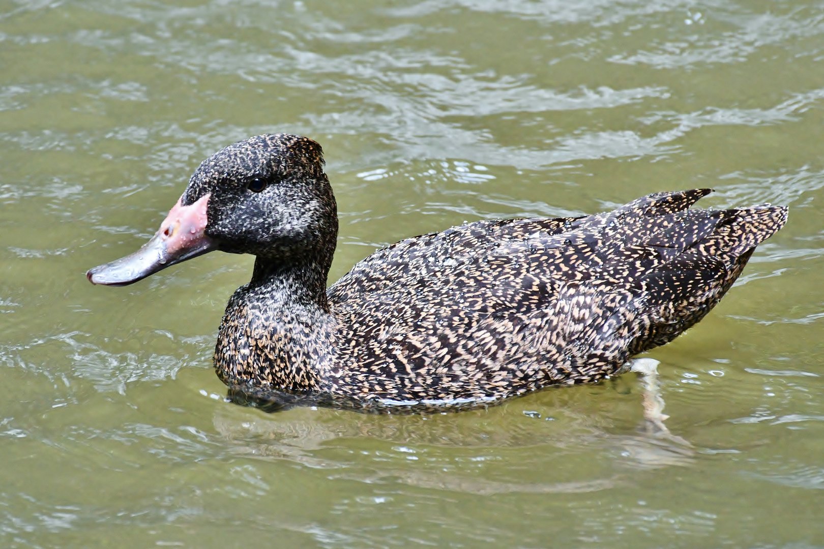 Freckled Duck (Stictonetta naevosa)