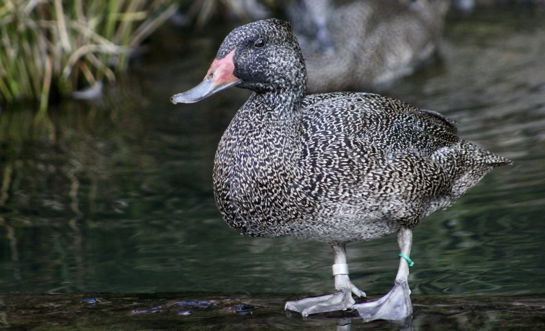 Freckled Duck (Stictonetta naevosa)